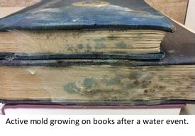 What Does Mold on Books Look Like and What It Tells Us?